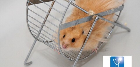 NLP and Business Success